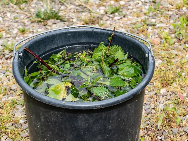 Pokrzywa nawóz naturalny pokrzywy żądła Obraz Stockowy