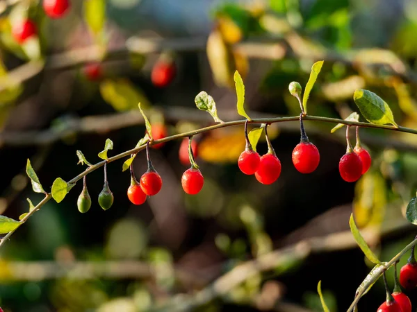 Спелые ягоды годжи (Lycium barbarum ) Стоковая Картинка