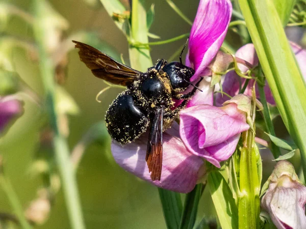 Violeta carpinteiro abelha (Xylocopa violacea) close-up Fotos De Bancos De Imagens Sem Royalties