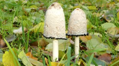Shaggy mürekkep kapağı (Coprinus komatus) yakın plan 4k
