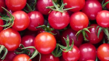 Taze yabani frenk üzümü domatesleri (Solanum pimpinellifolium) yakın planda döner