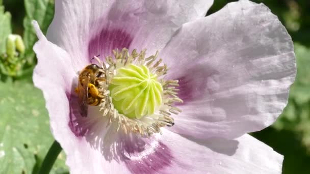 アヘンケシ Papaver Somniferum の花に西洋ミツバチ Apis Mellifera が接近 — ストック動画