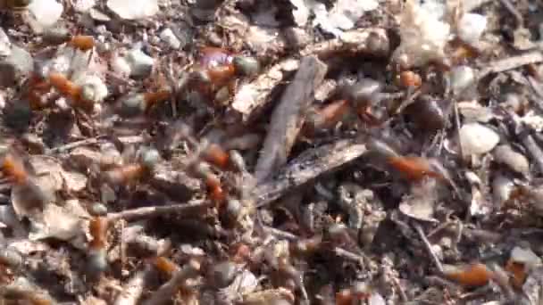 Red Wood Ants Formica Rufa Closeup Ant Nest — Stock Video