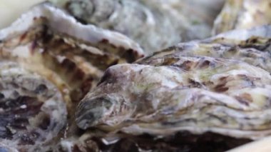 Pasifik istiridyeleri (Magallana gigas) yakın planda döner