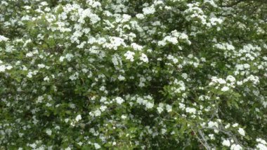 4k çiçeğindeki yaygın şahin dikeni (Crateagus monogyna)