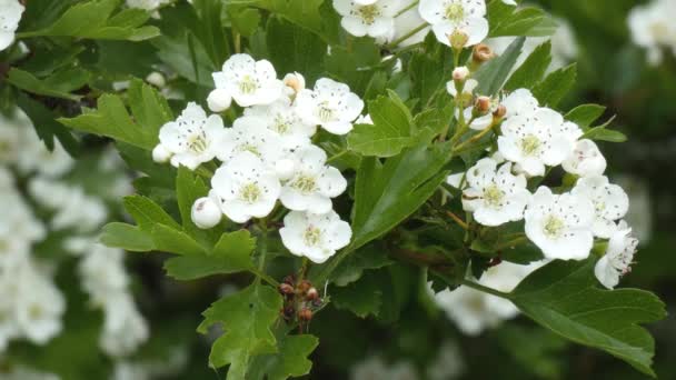 Κοινό Λευκάκανθο Crateagus Monogyna Λουλούδι — Αρχείο Βίντεο