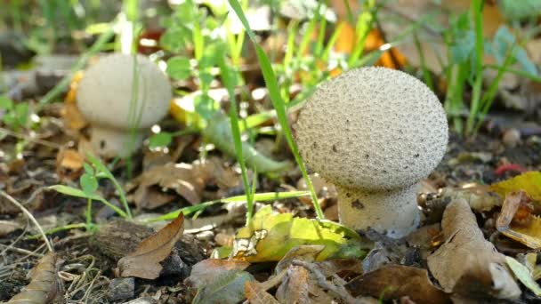 Smooth Puffball Mushrooms Lycoperdon Molle Closeup — Stock Video