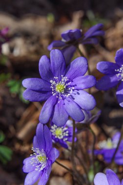 Bahar çiçekleri menekşe ormanda