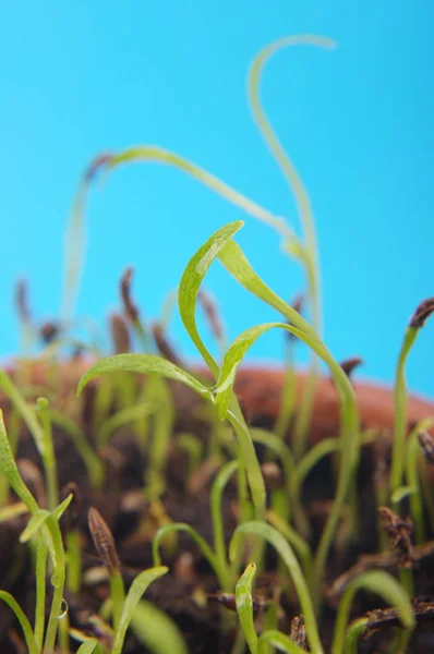 Tiny sprouts in spring against blue background — Stock Photo, Image
