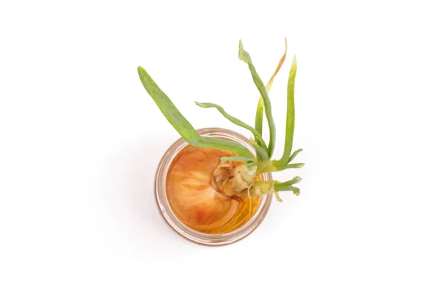 Scallion growing in the jar isolated on the white background — Stock Photo, Image