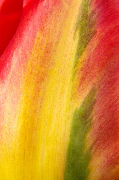 Makro-Nahaufnahme eines natürlichen mehrfarbigen Tulpenblütenblattes — Stockfoto