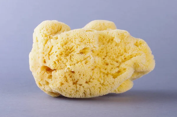 Natural Mediterranean sea sponge — Stock Photo, Image