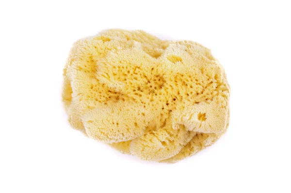 Natural Mediterranean sea sponge — Stock Photo, Image