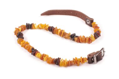 köpek tasması üzerinde beyaz izole Amber