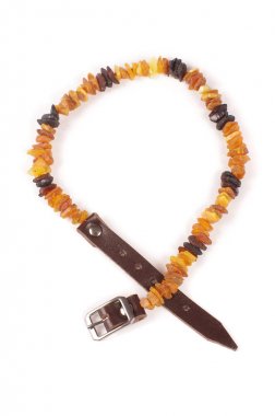 köpek tasması üzerinde beyaz izole Amber