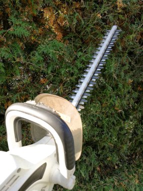 thuja çitinin önündeki profesyonel çit biçme makinesi