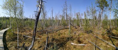 İlkbaharda Litvanya 'da Kaunas yakınlarında Dubrava küçük rezerv doğası