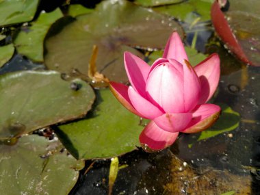 Pembe nilüfer tomurcuğu çiçek açmaya hazır.