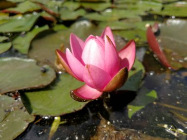 Pembe nilüfer tomurcuğu çiçek açmaya hazır.