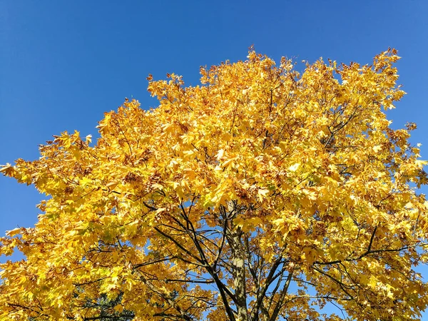 Сезонное Осеннее Фото Листьев Кленовых Листьев — стоковое фото