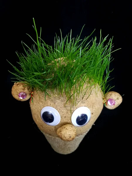 Handmade Doll Oliziukas Growing Grass Seeds Hairs Child Education — Stock Photo, Image