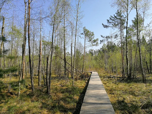 Dubrava Reserva Menor Natureza Perto Kaunas Lituânia Durante Primavera — Fotografia de Stock