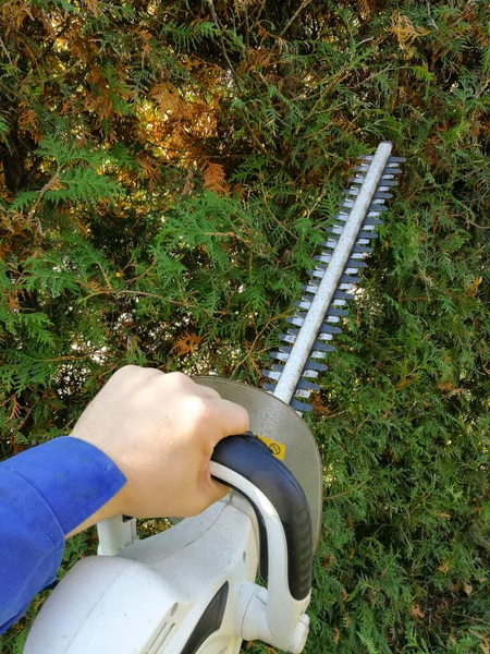 Tagliasiepi Professionale Davanti Alla Recinzione Thuja — Foto Stock