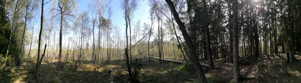 Dubrava Menší Rezervace Příroda Blízkosti Kaunas Litvě Během Jara — Stock fotografie