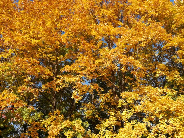 Fotos Sazonais Outono Folhas Bordo Amarelo Folhagem — Fotografia de Stock