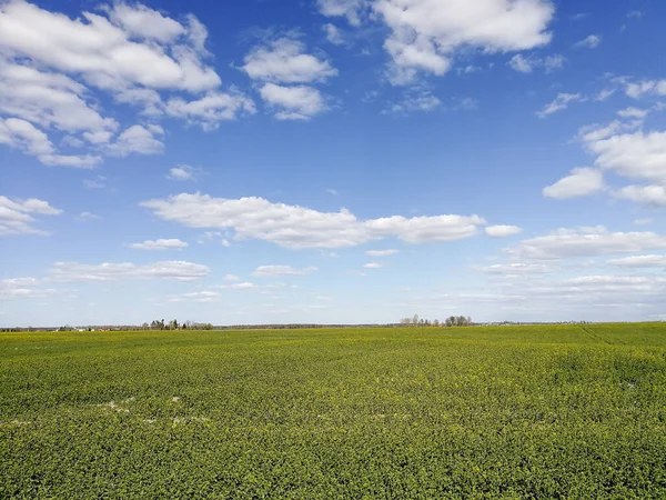 Άποψη Του Πράσινου Καλλιεργούμενου Αγροτικού Πεδίου Κάτω Από Θολό Γαλάζιο — Φωτογραφία Αρχείου