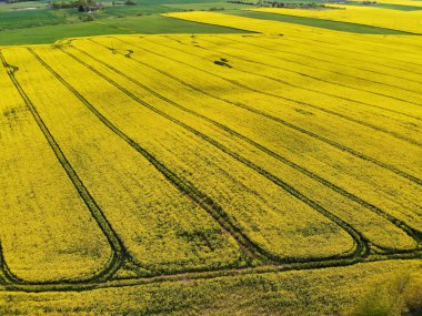Litvanya 'da bahar aylarında canlı sarı çiçek açan organik tecavüz sahasının havadan görünüşü