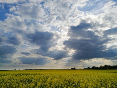 Litvanya 'da bahar mevsiminde bulutlu gökyüzünün altında çiçek açan güzel sarı tecavüz tarlaları