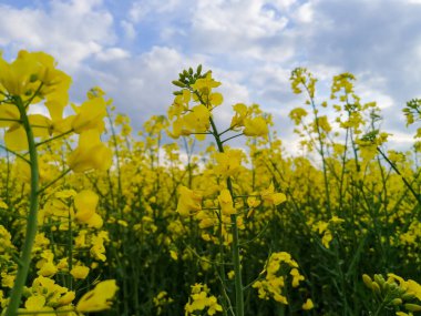 Mavi gökyüzünün altındaki tarlada çiçek açan tecavüzlerin düşük açılı görüntüsü