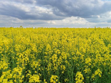 Litvanya 'da bahar mevsiminde bulutlu gökyüzünün altında çiçek açan güzel sarı tecavüz tarlaları