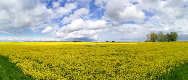 Litvanya Bahar Aylarında Canlı Sarı Çiçek Açan Organik Tecavüz Tarlası — Stok fotoğraf