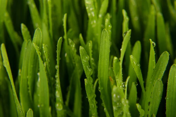 Macro close up of organic fresh wheatgrass for healthy nutrition