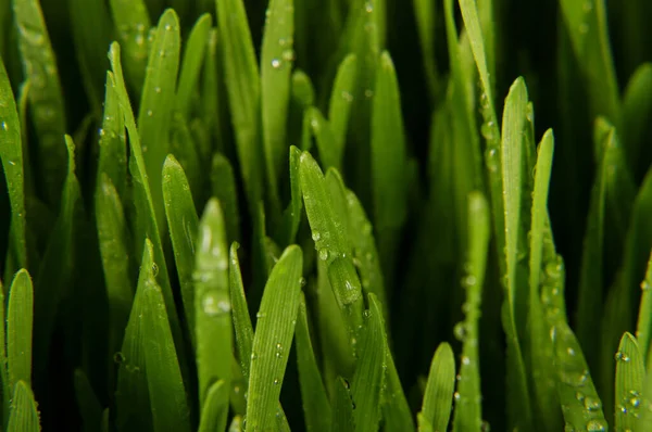 Macro close up of organic fresh wheatgrass for healthy nutrition