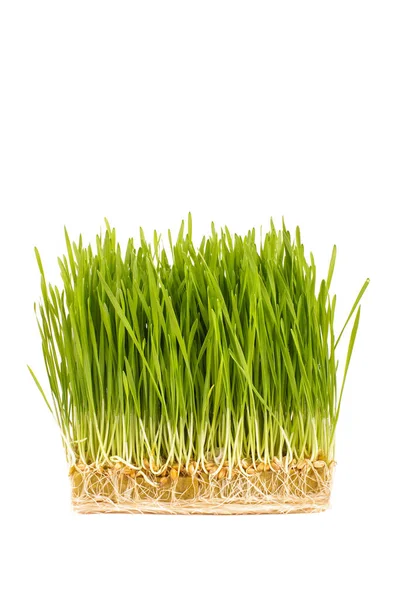 Wheatgrass Isolated White Background Organic Healthy Nutrition Concept Royalty Free Stock Photos
