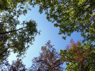 ağaçlar gökyüzüne karşı yaprakları ile büyümüş