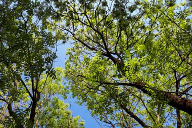 ağaçlar gökyüzüne karşı yaprakları ile büyümüş