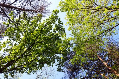 ağaçlar yapraklarla kaplı yüksek bölümleri