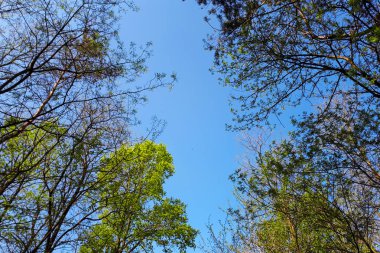 ağaç dalları gökyüzüne karşı genç yeşil yapraklarla kaplı 