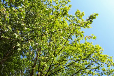 yeşil yaprakları ağaçların dalları üzerinde