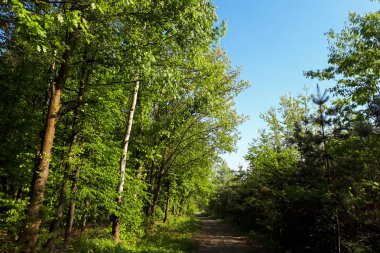 ağaçlar yeşil yaprakları ve bahar mevsimi parkta bir yol ile kaplı