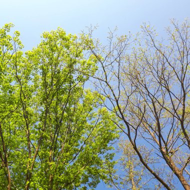 iki zıt ağaçlar, yeşil bir yaprak ve diğer hiçbir bırakır