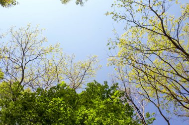 Bahar günü ormanda