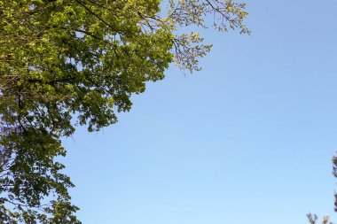  dalları yapraklarda sahip mavi gökyüzü