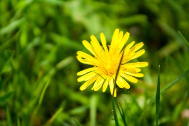 Çayırda karahindiba