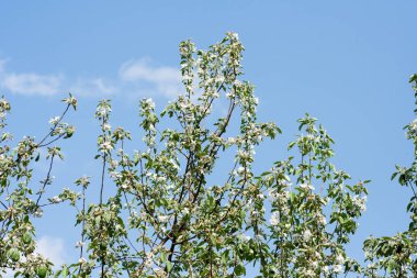Gökyüzüne karşı çiçek açan elma ağacı