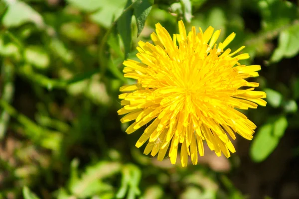 Sau Distel Auf Der Wiese — Stockfoto